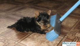 Кобельки йорка супер мини и стандарт 2