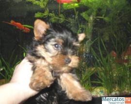 Кобельки йорка супер мини и стандарт 3