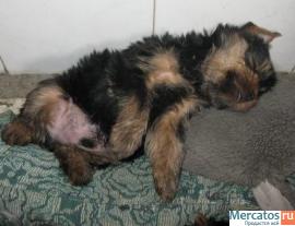 Кобельки йорка супер мини и стандарт 4