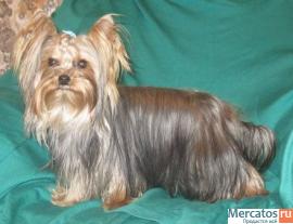 Кобельки йорка супер мини и стандарт 5