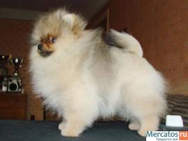 Йоркширские терьеры, Мальтезе, Шпицы. Продажа щенков.