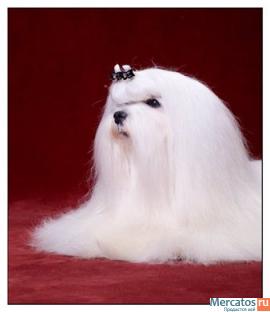 Йоркширские терьеры, Мальтезе, Шпицы. Продажа щенков. 3