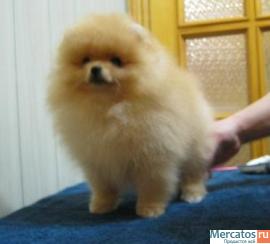 Йоркширские терьеры, Мальтезе, Шпицы. Продажа щенков. 4