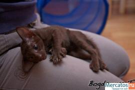 Ориентальный котенок окраса гавана