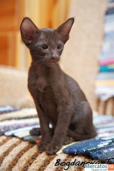 Ориентальный котенок окраса гавана 2