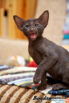 Ориентальный котенок окраса гавана 3