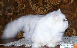 Котик 2 мес. серебристая шиншилла ns11 с метрикой 5