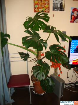 комнатные большие растения