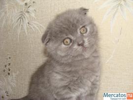 Британка вислоухая