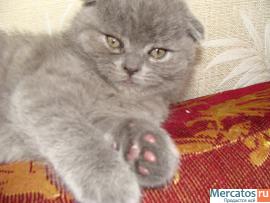 Британка вислоухая 2