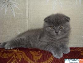 Британка вислоухая 3