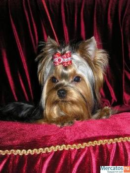 Щенки йоркшерского терьера от чемпионов мира