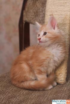 котята породы мейн кун