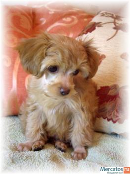 Петербургская Орхидея