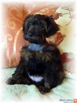 Петербургская Орхидея 2