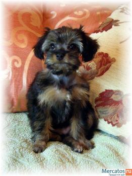 Петербургская Орхидея 3