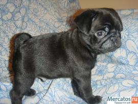 ВНИМАНИЕ ЧЕРНЫЕ МОПСИКИ