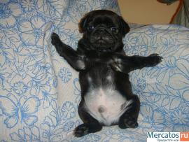 ВНИМАНИЕ ЧЕРНЫЕ МОПСИКИ 2