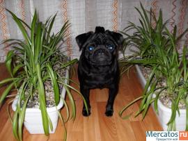 приглашаю на вязки невест