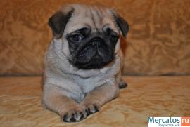 Прекрасный мопсик