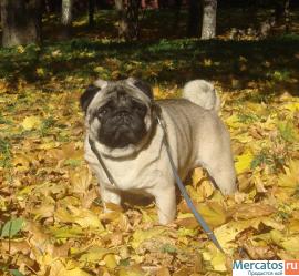 Прекрасный мопсик 2