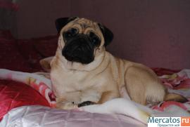 Прекрасный мопсик 3