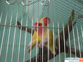 попугаи-неразлучники.