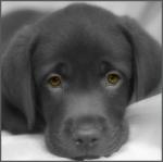 БЕСПЛАТНО помогу пристроить собаку/Щенка