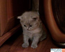 британские короткошерстные котята 9