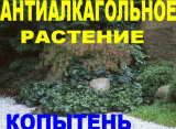 Копытень европейский (Антиалкагольное растение) 2