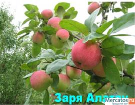 Карликовые яблони на клоновом подвое с З. К. С. в пластиковой та 5