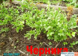 Живая семья черники