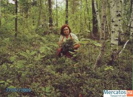 Живая семья черники 3