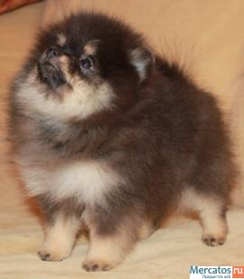 Pomeranians! Редкий окрас