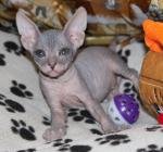 Котята Донского сфинкса