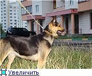 Трогательная и контактная девочка ищет дом 4