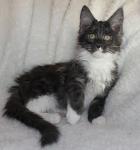 Котенок породы мейн-кун