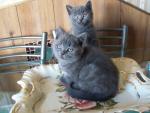 Британские котята классических и модных окрасов