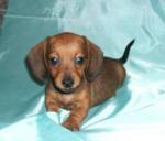 такса кроличья щенки, мини