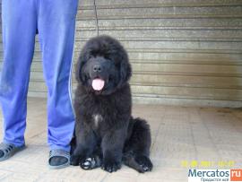 Щенки ньюфаундленда шоу класса. Окрас черный