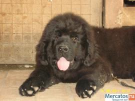 Щенки ньюфаундленда шоу класса. Окрас черный 2