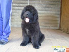 Щенки ньюфаундленда шоу класса. Окрас черный 3