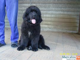 Щенки ньюфаундленда шоу класса. Окрас черный 4