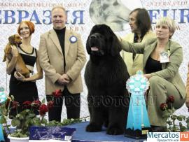 Щенки ньюфаундленда шоу класса. Окрас черный 5