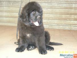 Щенки ньюфаундленда шоу класса. Окрас черный 6