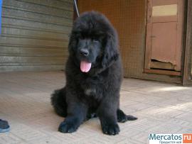 Щенки ньюфаундленда шоу класса. Окрас черный 7