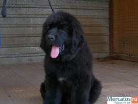 Щенки ньюфаундленда шоу класса. Окрас черный 8