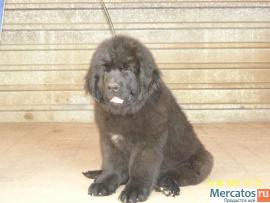 Щенки ньюфаундленда шоу класса. Окрас черный 9