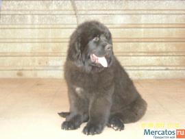 Щенки ньюфаундленда шоу класса. Окрас черный 10