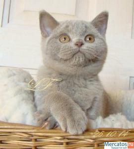 Шотландские вислоухие и скоттиш страйт котята 5
